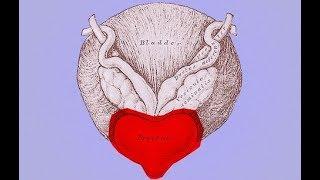 Как Сохранить Здоровье Простаты