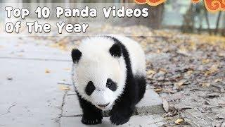 Top 10 Panda Videos Of The Year | iPanda