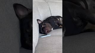 Frenchie Making Phone Calls  #viral #entertainment #dog #shorts