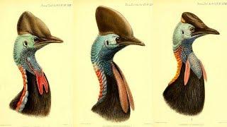 All Cassowary Species - Species List