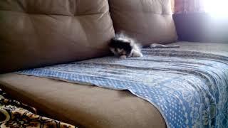 Фрося моя кошка.