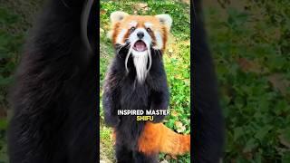 This Isn’t a Panda?! Meet the Real Master Shifu 