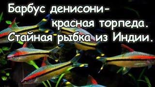 Барбус денисони.  Красивая стайная рыбка.  Содержание барбуса в аквариуме.