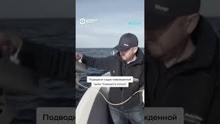 Подводные кадры повреждений трубы "Северного потока"