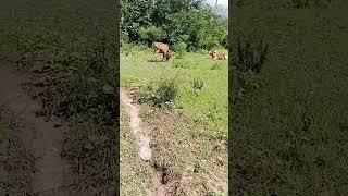 cows grazing