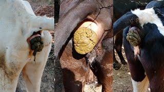 New Cow Dung Video | Cow Pooping Video | Safar Gav Ka