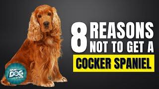 8 Reasons Why You Should Not Get a Cocker Spaniel