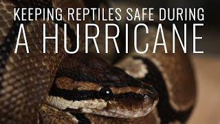 NATURAL DISASTER: How To Keep Your Pet Reptiles Safe!