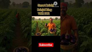 বেগুন চাষ #begun chas #vnr 212#shorts #viral #trending#smart krishi 6633