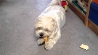 Harriet chewing on a bone