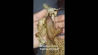 Adenium Root Rot problem.