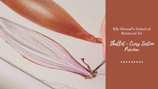 Shallot : Cross Section - Preview with Billy Showell ⎮Watercolour Beautiful