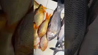 Orange Village carpo #fishing #fishingvideo #fish #villagefish