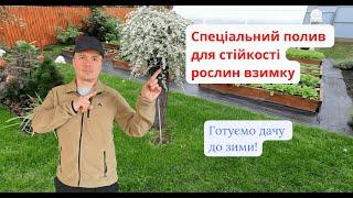 Чим полити всі багаторічники до морозів  щоб вони гарно перезимували.