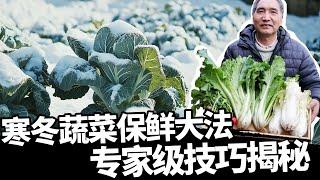 十二月的菜园：严寒天气依然能采收到味道甜美的大白菜！