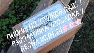 125#Пионы из "Пулков Сад"//Распаковка//Посадка//Весна-2024