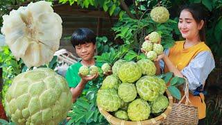 Sugar apple harvesting with my brother | Have you ever try sugar apple like this | Sweet sop eating