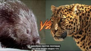 the rare fights between animals  / драки зверей