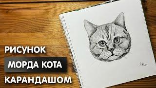 Как нарисовать морду кота карандашом | Рисунок для начинающих поэтапно