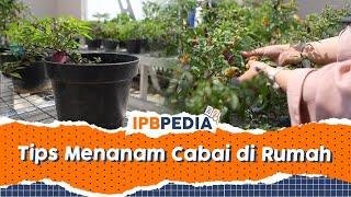 IPB Pedia: Menanam Cabai di Halaman Rumah Menggunakan Pot