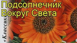 Подсолнечник обыкновенный Вокруг Света. Краткий обзор, описание характеристик helianthus annuus