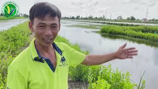 GIẢI PHÁP ỨNG DỤNG CHẾ PHẨM SINH HỌC TRONG NUÔI TÔM QCCT 02 GĐ
