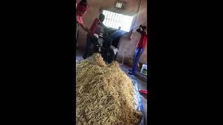 Toiletry Soap Noodles Making Machine Africa