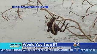 Trending: Giant Spider Rescued From Floodwaters