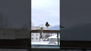 Столовая для синичек #птицы #синички #урал #баранчинский #баранча #баранча #птица #птицызимой #зима