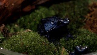 3 Care Tips for Poison Dart Frogs | Pet Reptiles