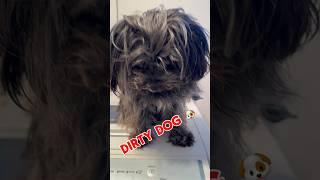 Dirty dog #fyp  #ytshorts #shorts #tiktok #dirtydog #dog #dogshower #cute #cutedog