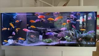 Malawi cichlid tank / Buntbarsch Aquarium