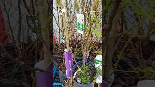 peach and plum trees in bloom and bud (March 05, 2025) #zone8