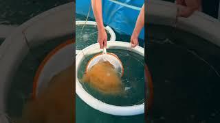 #fishbreeding #fishing #fishcutting #satisfying #fish #caviar #fisheggs
