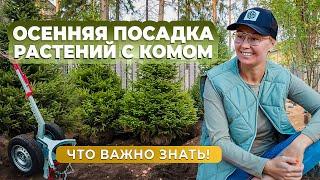 Осенняя посадка растений с комом. Что важно знать!