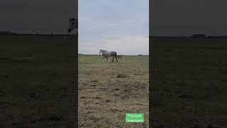 Ожеребилась Жасминка #horse #моялошадь