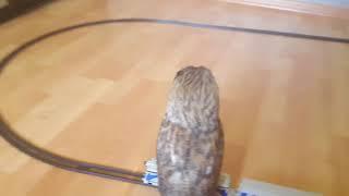 Owl Rides Toy Train