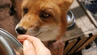 Vasilisa the Fox Having Breakfast