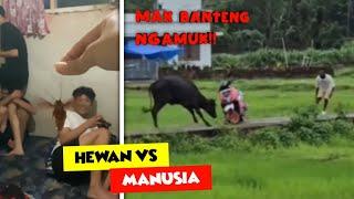 Gini Jadinya Kalo Si Banteng Udah Ngamuk..!! | Aksi Hewan Vs Manusia