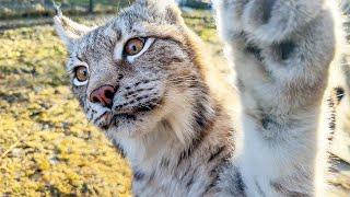 LITTLE LYNX RAISIN ATTACKS ME / How lynxes ask for a male / Pig's favorite toy