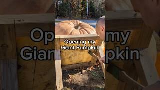 Lighting Cub will be a jack-o'-lantern  #giantpumpkin #asmr #halloween #gardening #pumpkin #plants