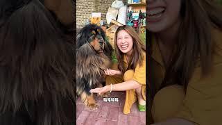 原来它也觉得这是一个世纪难题【藏獒加布】 #dog #pets #加布 #萌宠 #藏獒 #宠物 #狗狗 #可爱 #shorts