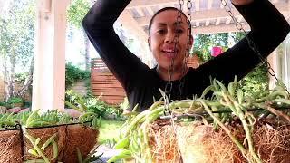 Bringing Your Plants Back to Live ● Easy Tip for Gardening Begginers ● Water Your Plants Right 