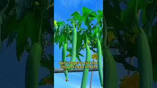 #vinegar #vegetables #garden #gardening #gardening101 #planting #plants #plant #farming