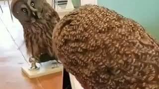 CURIOUS OWL RECOGNIZES HIMSELF!