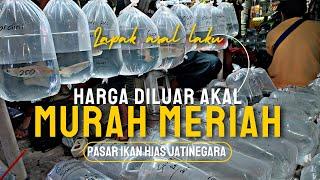 HARGA DI LUAR AKAL !!! MERAH AJA ASAL LAKU || UPDATE HARGA IKAN PREDATOR DAN TANKMATE DI JATINEGARA