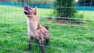 Roxy the hyena "laugh" loudly in front of her meal