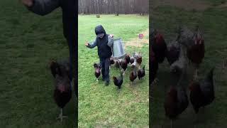 Rainy Day #homestead #homesteading #chickens #backyardchickens #raisingchickens