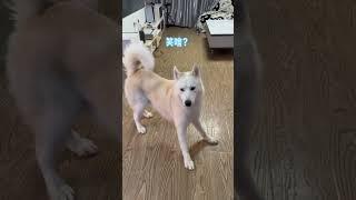 不拆：我可是人送外號“搜爹犬” 哈哈：欺負我傻是不？ #哈士奇 #萌寵 #哈基米