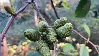 Alnus rubra, Betulaceae